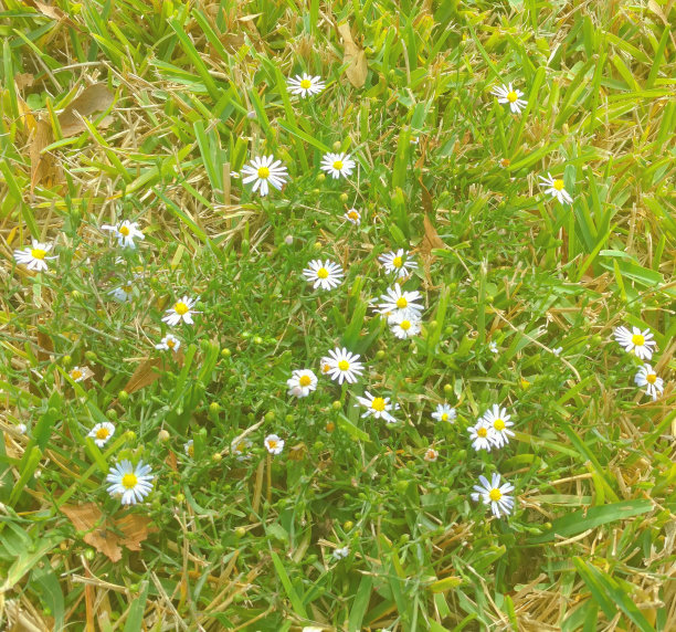 一片秋天的雏菊图片下载