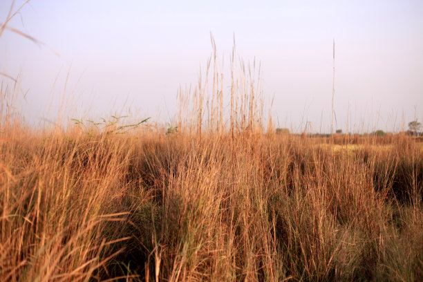 黄潘帕斯草原图片下载