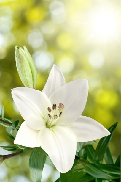 莉莉。图片下载