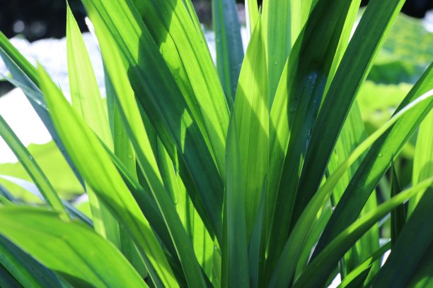 香兰绿叶与日光的自然背景图片下载