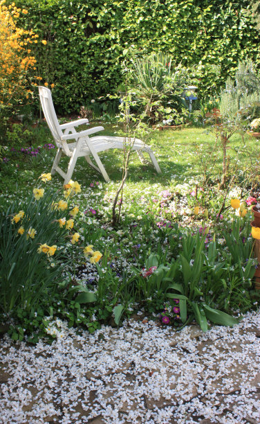 樱花树图片下载