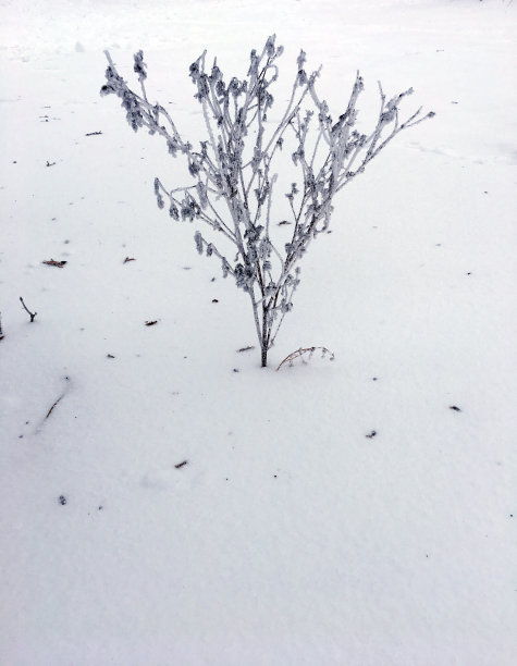 冬季冰冻植物背景图片下载