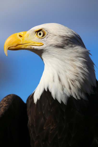 秃鹰的肖像图片下载