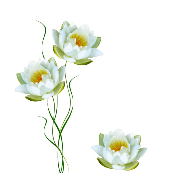 睡莲花图片下载