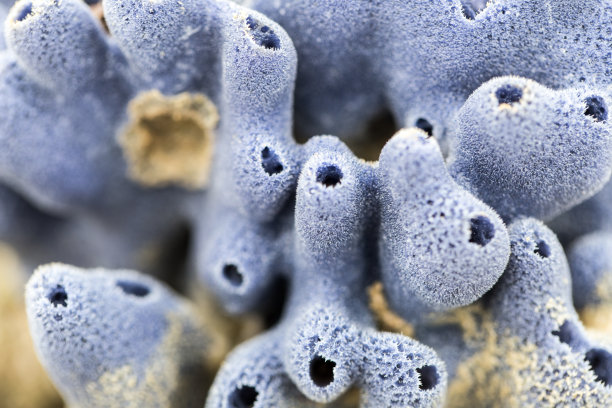 海绵，海洋教育用孔虫门的成员。图片下载