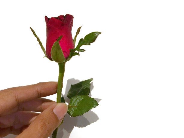 手捧红玫瑰，爱的概念图片下载