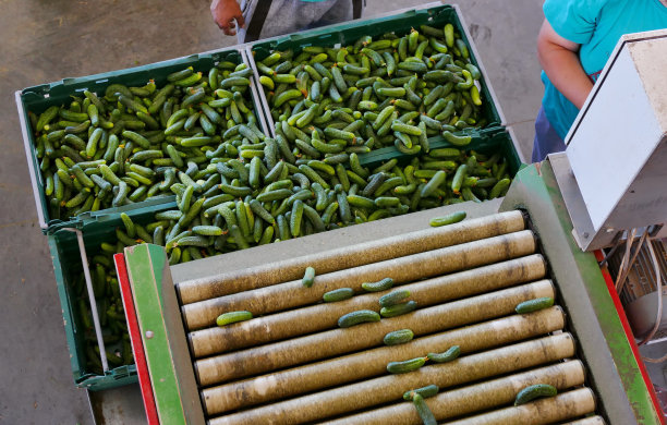 黄瓜加工厂图片下载