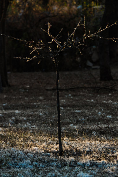 阳光照在一棵满地都是棉球的棉花树上。巴西,巴西利亚风景。图片下载