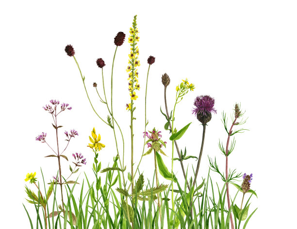 水彩花草图片下载