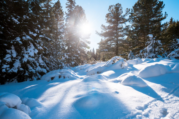 冷杉林被雪覆盖着图片下载