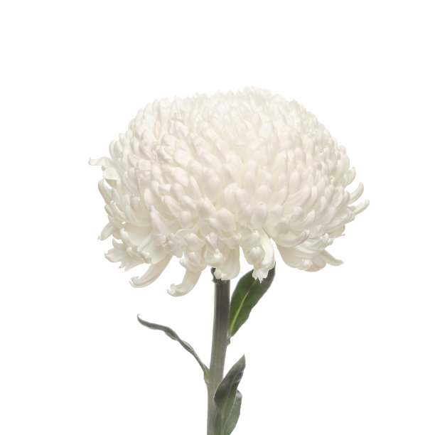 花白色的菊花图片下载