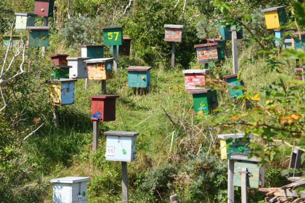 蜂王浆的证据图片下载