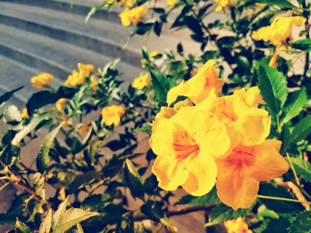 黄色喇叭花或黄色接骨木花，花色艳丽艳丽。图片与复制空间和复古色调。图片下载