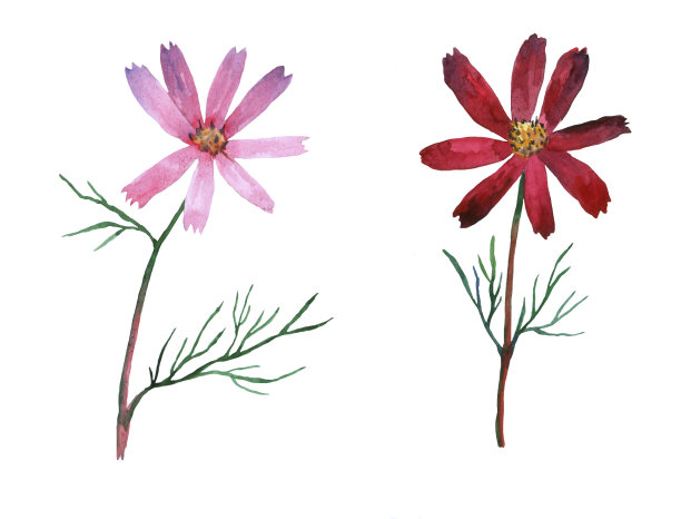 紫紫菀，俗称花园紫菀或墨西哥紫菀。水彩手绘插图孤立的白色背景。图片下载