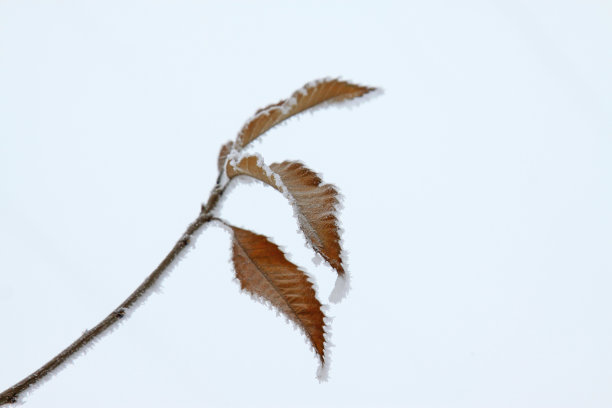 褐色植物的叶子在霜和雪，特写照片图片下载