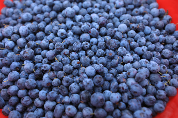 收获新鲜的蓝莓图片下载