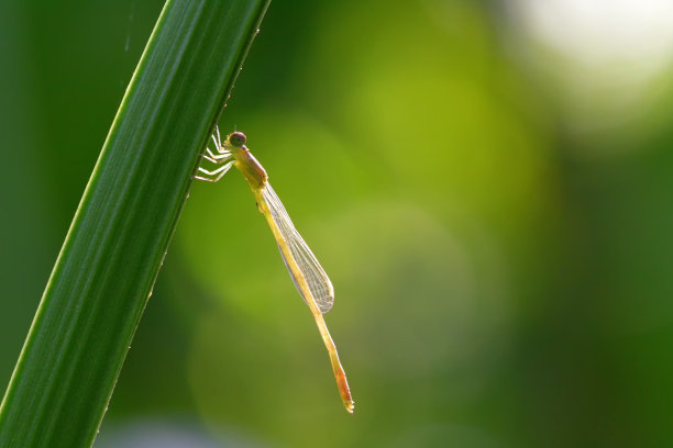 一只蜻蜓停在美丽的叶子上图片下载