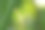 一只蜻蜓停在美丽的叶子上图片下载