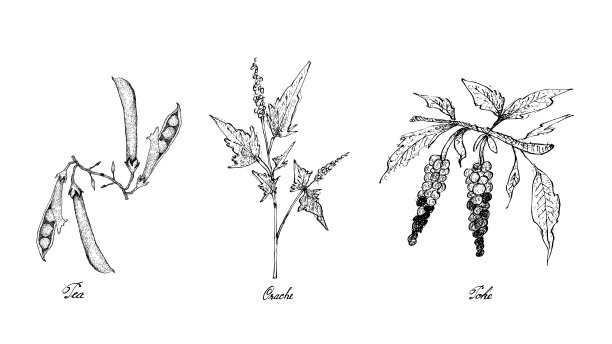 手绘的豌豆，Orache和Poke图片下载