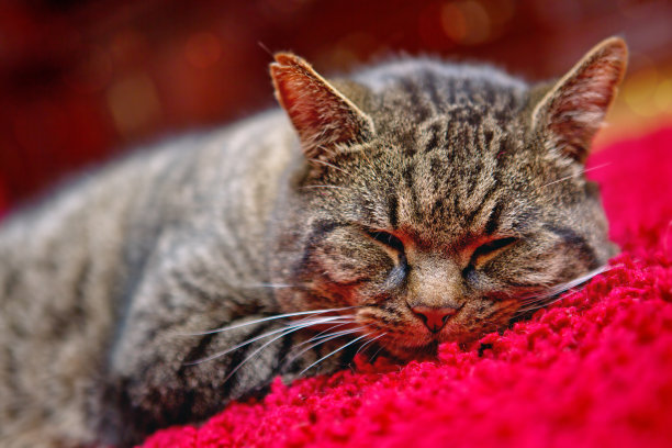 那只灰猫舒服地睡在红地毯上图片下载