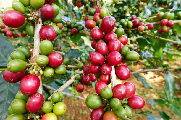 咖啡豆成熟图片下载