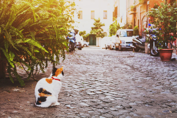 罗马街头的一只猫图片下载