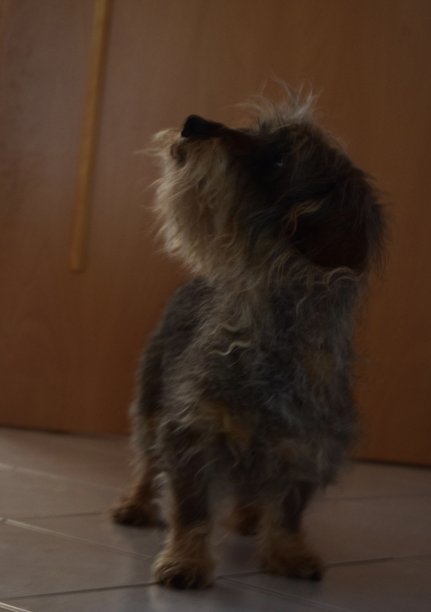 腊肠查找图片下载