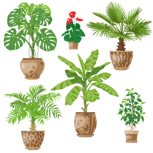 盆栽植物组图片下载