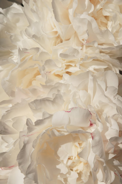 白色花瓣的牡丹花闭合图片下载