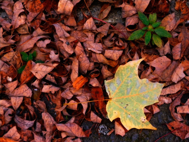黄色和红色的叶子图片下载
