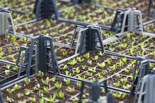 花盆中的幼苗图片下载