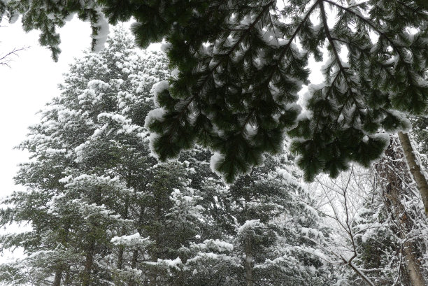 森林里的树上覆盖着厚厚的积雪图片下载
