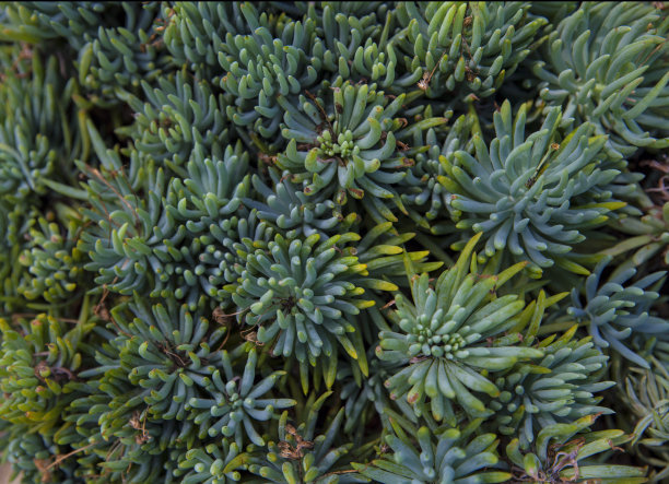 室内花园图片下载