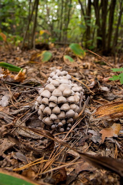 一种生长在草地和树叶上的蘑菇图片下载