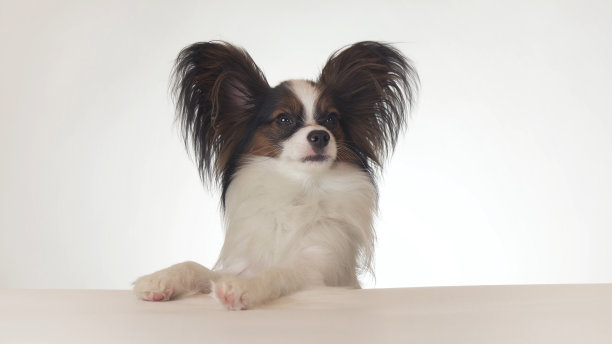 漂亮的年轻雄性狗大陆玩具猎犬蝶耳在白色的背景上看近景图片下载