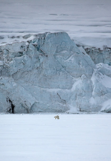 北极熊在斯瓦尔巴群岛冰川前的惊人照片图片下载