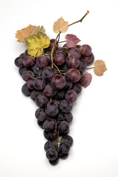 白色背景上的意大利葡萄图片下载