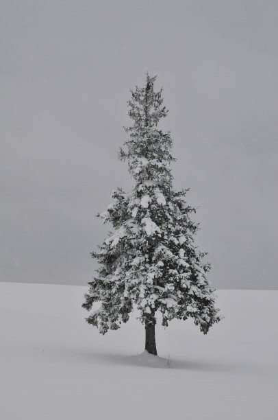 白雪覆盖的松树站在雪地上。Biei日本北海道图片下载