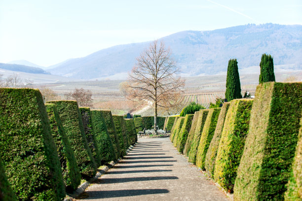 墓地小径，两旁有修剪过的绿树图片下载