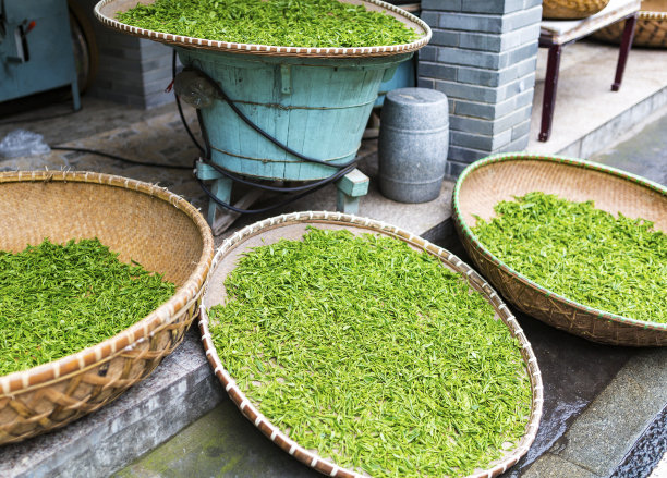 新鲜的绿茶叶背景图片下载