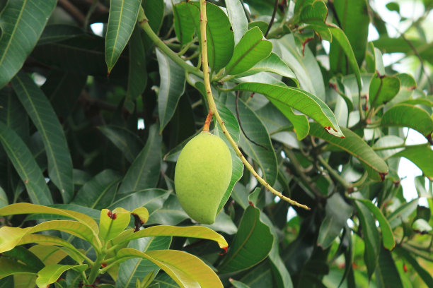树上的青芒果图片下载