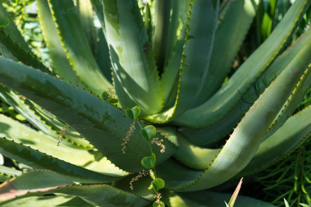 芦荟，芦荟植物近处图片下载