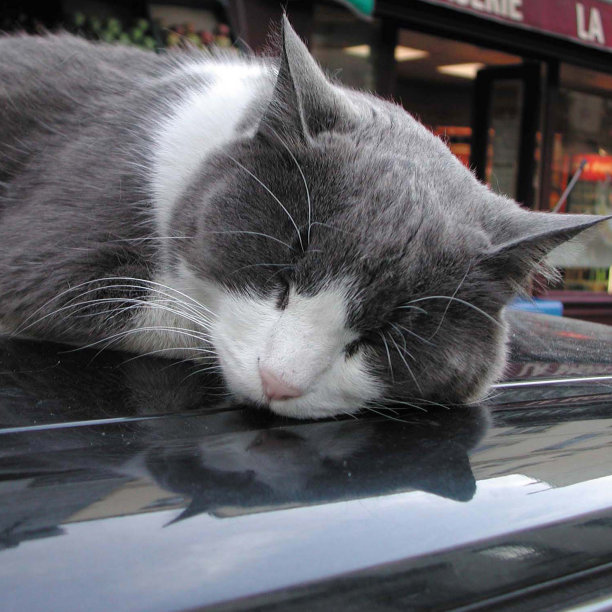 猫在车上图片下载