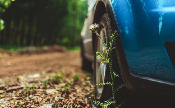 花轮下图片下载