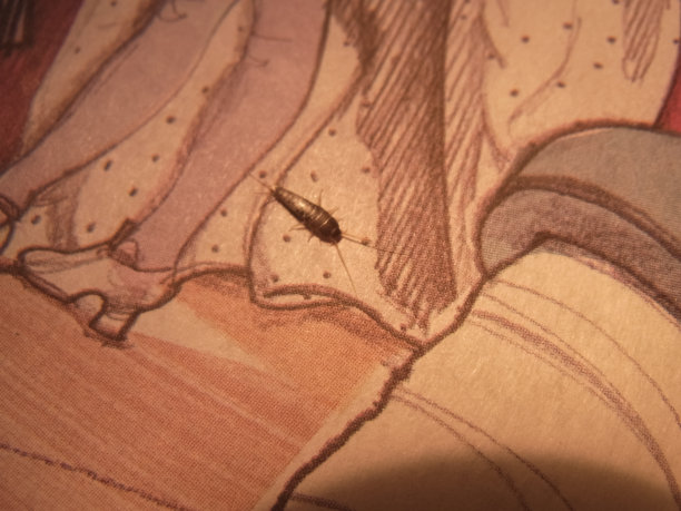 糖精，家庭主妇。silverfish。图片下载