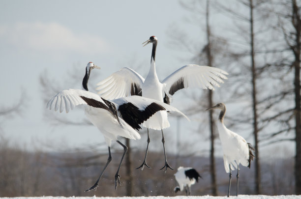 丹顶鹤照片素材ID：311906916