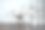 丹顶鹤照片素材ID：311906916