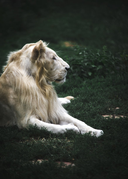 白狮休息图片下载