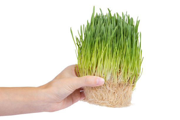 小谷芽在手孤立白底，绿草，健康食品图片下载