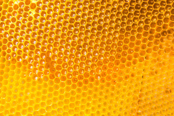 用蜂巢制造蜂蜜图片下载